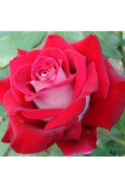 Троянда Люксор – елегантний біло-червоний бутон